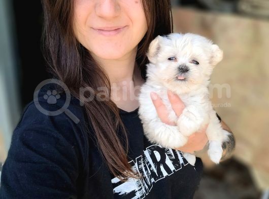 Maltese Yavru (Bursa Köpek Okulu) görsel