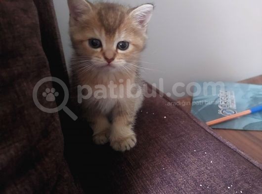 Yavru Kedı Oyuncu görsel