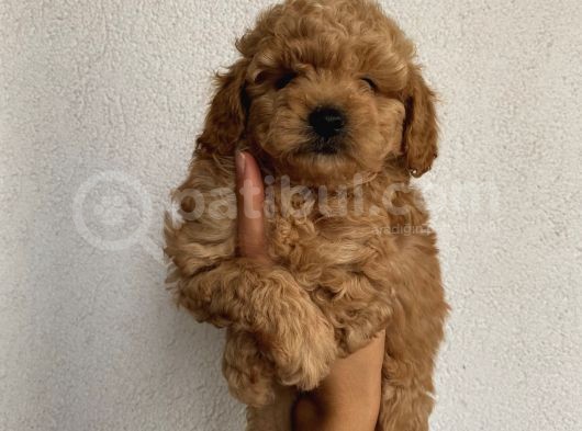 Muhteşem Kalitede Toypoodle Bebeklerimiz görsel