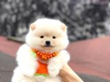 Pomerani̇an Boo Di̇şi̇ Yavrumuz