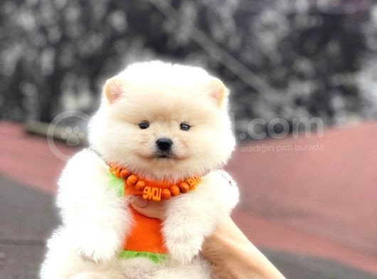 Pomerani̇an Boo Di̇şi̇ Yavrumuz