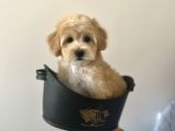 Xxs Bebek Yüzlü Malti̇poo
