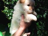 Chow Chow Yavrular