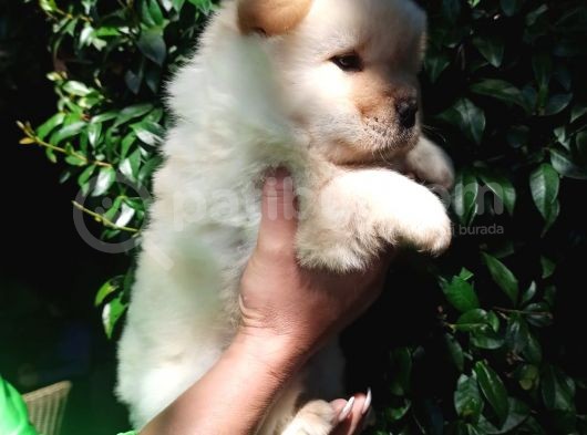Chow Chow Yavrular görsel