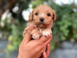 Orjinal Maltipoo