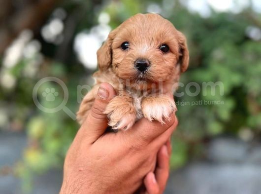 Orjinal Maltipoo görsel