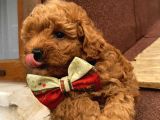 Karamelll.toypoodle’ın Bebeklerini Gördünüz Müü