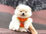 Pomerani̇an Boo Di̇şi̇ Yavrumuz