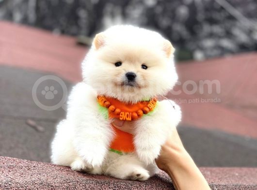 Pomerani̇an Boo Di̇şi̇ Yavrumuz görsel
