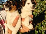 Erkek Jack Russel Yavrular