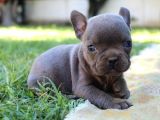 Blue French Bulldog Yavrular