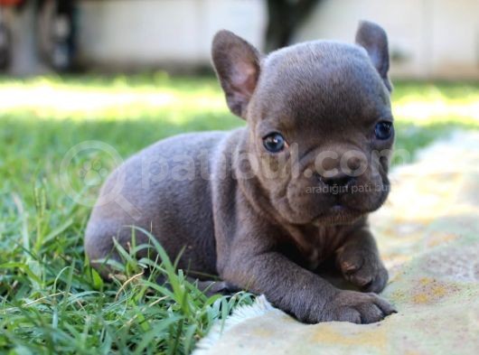 Blue French Bulldog Yavrular görsel