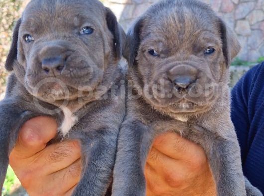 Cane Corsa Yavrular