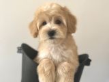 Xxs Bebek Yüzlü Malti̇poo