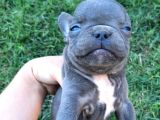 Blue French Bulldog Yavrular
