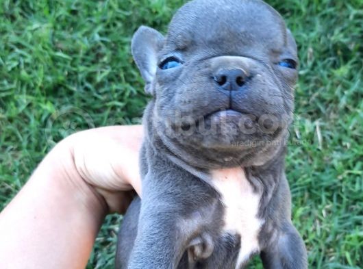 Blue French Bulldog Yavrular görsel