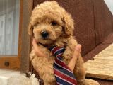 Karamelll.toypoodle’ın Bebeklerini Gördünüz Müü