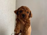 Aşılı Pasaportlu Toypoodle Bebekler Ev Ortamında