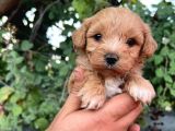 Orjinal Maltipoo