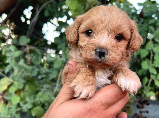 Orjinal Maltipoo görsel