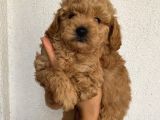 Karamelll.toypoodle’ın Bebeklerini Gördünüz Müü