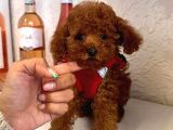 Red Brown Toy Poddle Yavrular