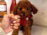 Red Brown Toy Poddle Yavrular