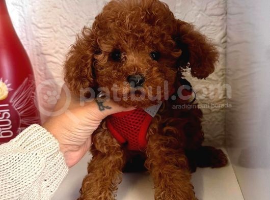 Red Brown Toy Poddle Yavrular görsel