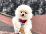 Ayı Surat Pomeranian Boo