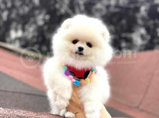 Ayı Surat Pomeranian Boo