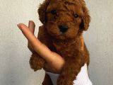 Ev Ortamında Büyüyen Toypoodle Bebeklerimiz
