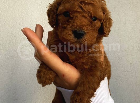 Ev Ortamında Büyüyen Toypoodle Bebeklerimiz görsel