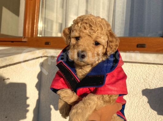 Sağlık Ve Ömür Boyu Irk Garantili Poodle Yavrularımız