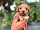 Orjinal Maltipoo