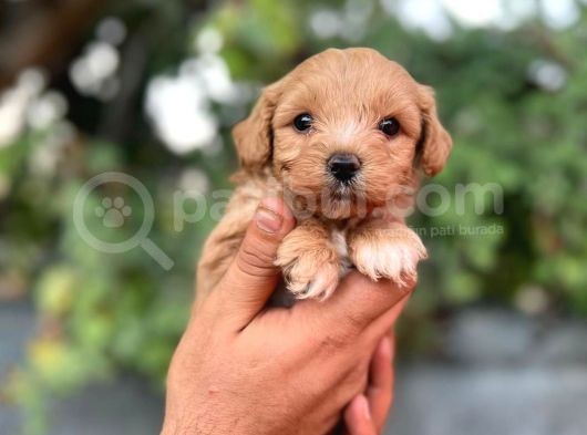 Orjinal Maltipoo görsel