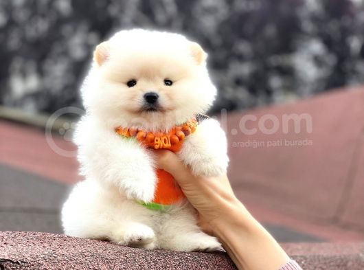 Pomerani̇an Boo Di̇şi̇ Yavrumuz görsel