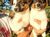 Erkek Jack Russel Yavrular
