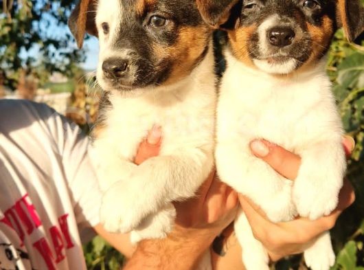 Erkek Jack Russel Yavrular görsel