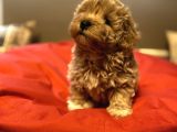 A+ Kali̇te Erkek Malti̇poo Yavru