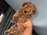 0 Numara Tiny Irk Ve Cinsli Toy Poodle Erkek