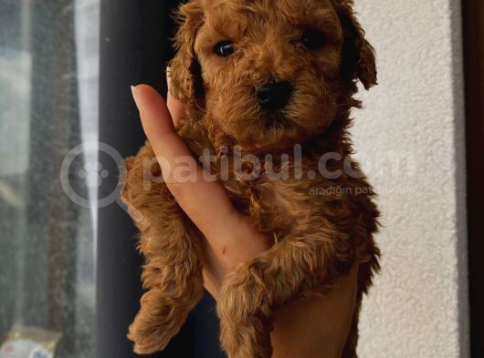 Sağlık Ve Ömür Boyu Irk Garantili Poodle Yavrularımız görsel