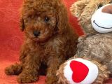 Red Brown Toy Poddle Yavrular