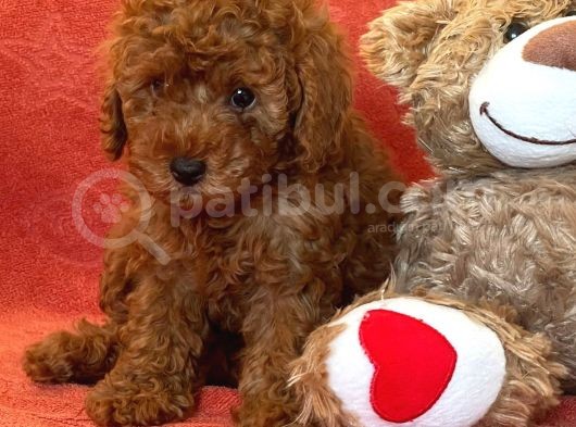 Red Brown Toy Poddle Yavrular görsel