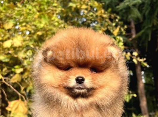 Orange Güzelli̇k Di̇şi̇ Pomerani̇an görsel