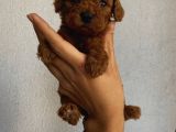 Sağlık Ve Ömür Boyu Irk Garantili Poodle Yavrularımız