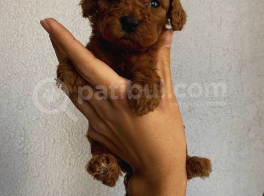 Sağlık Ve Ömür Boyu Irk Garantili Poodle Yavrularımız görsel