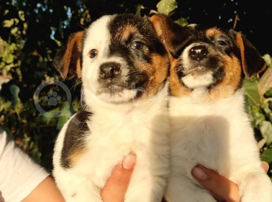 Erkek Jack Russel Yavrular görsel