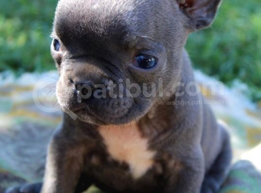 Blue French Bulldog Yavrular görsel