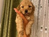 Sağlık Ve Ömür Boyu Irk Garantili Poodle Yavrularımız