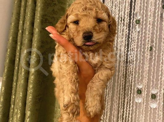 Sağlık Ve Ömür Boyu Irk Garantili Poodle Yavrularımız görsel